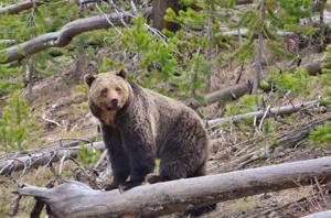 Yellowstone National Park has first grizzly bear sighting of 2026