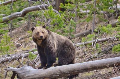 Yellowstone grizzly