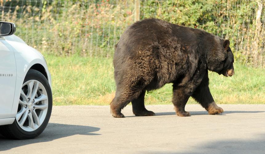 BWTrafficBear.jpg