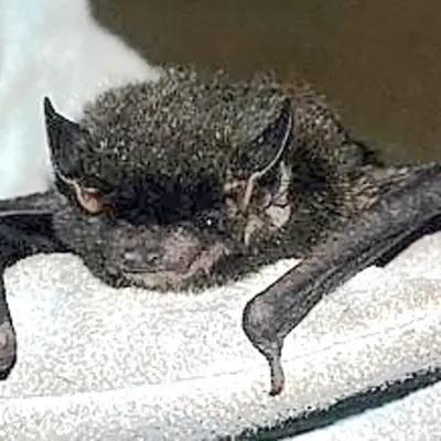 bat
