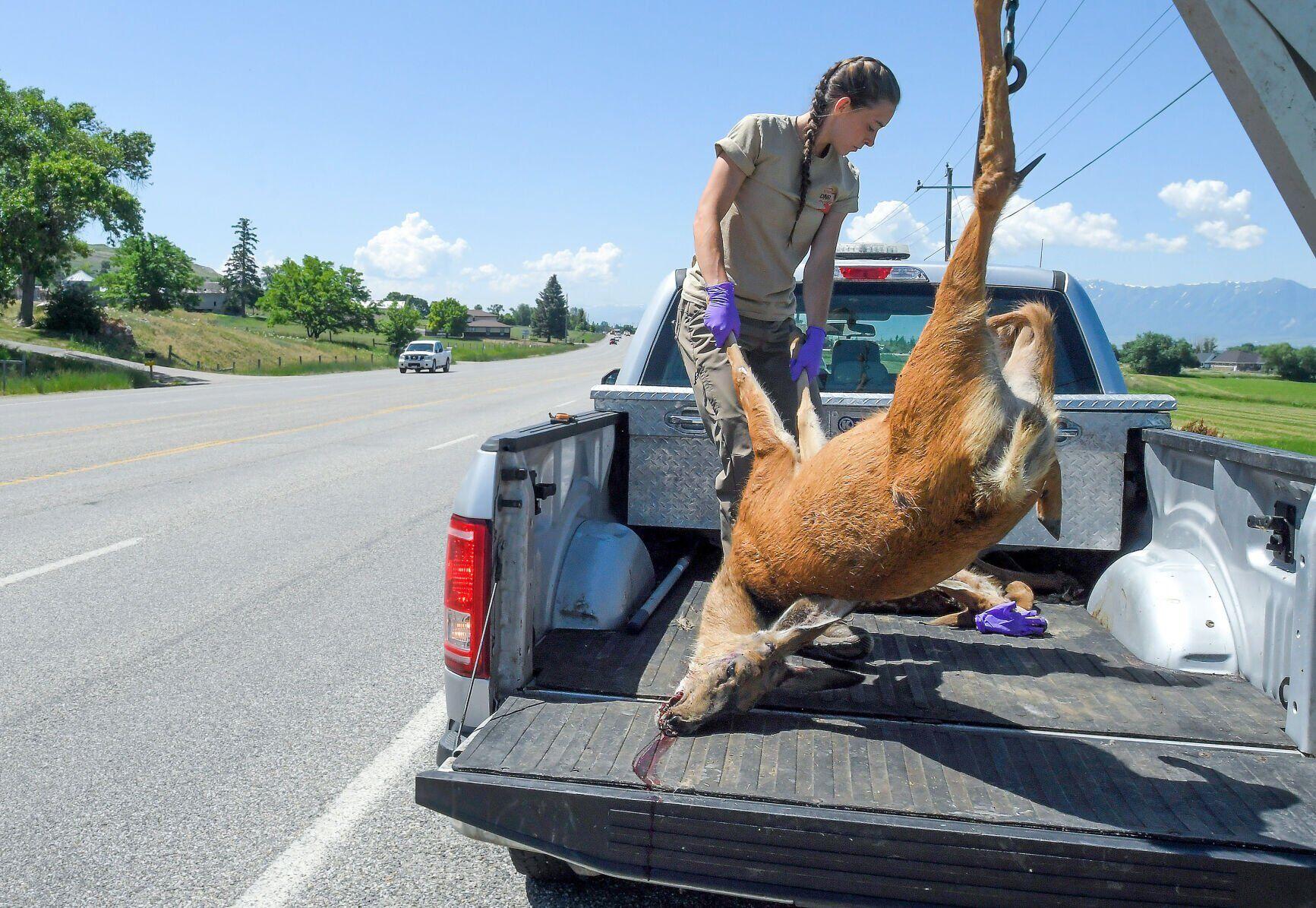 ROADKILL REMOVAL Woman says every day is different when it comes to