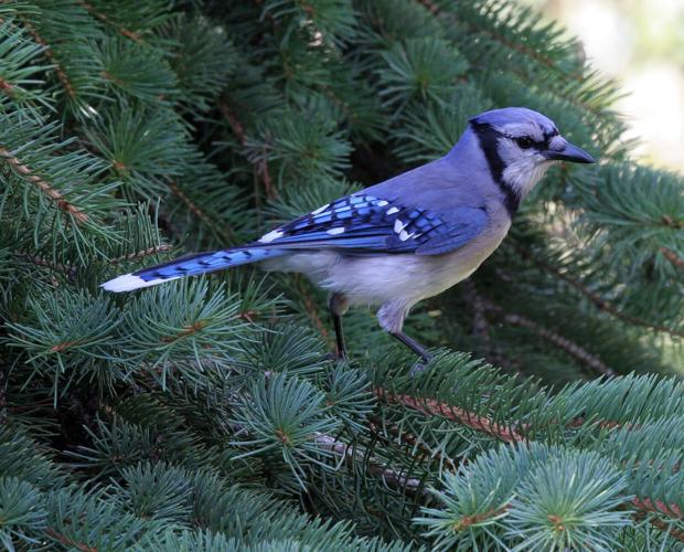 blue jay by Dawn Huczek.jpg