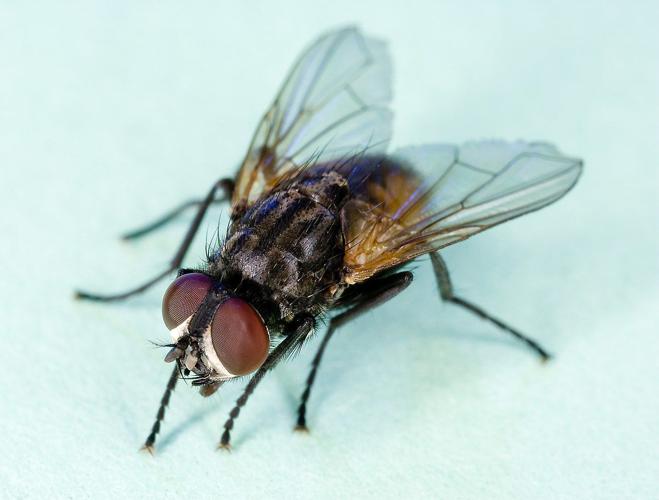 Experts offer insights about why fly, wasp populations seem to be