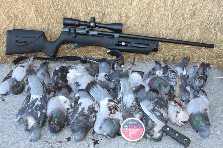 Dove hunting