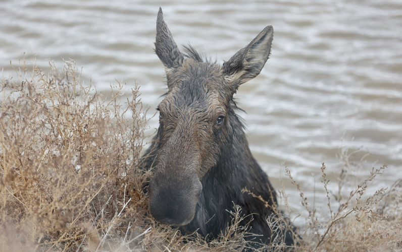 Moose 4