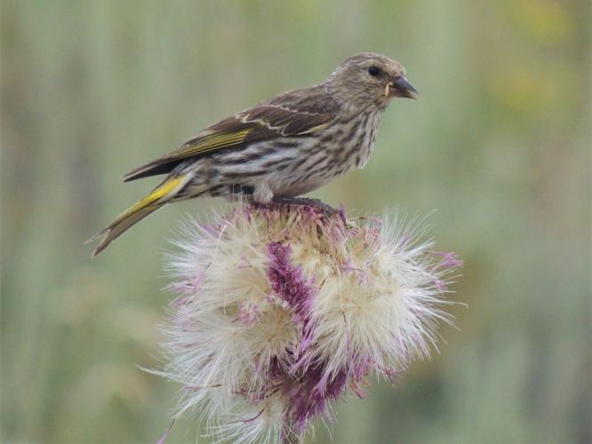pine siskin by Jeff Thompson.jpg