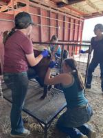 Second annual East Idaho goat artificial insemination clinic set for April 24-25