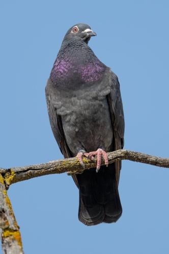 rock pigeon by Terry Rich.jpg