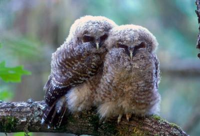 Owls