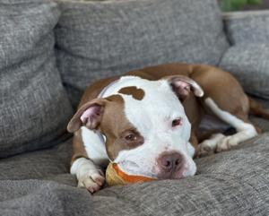 After abuse, this dog spent 3 years in legal limbo. Now Utah shelters are backing ‘Biscuit’s Bill’