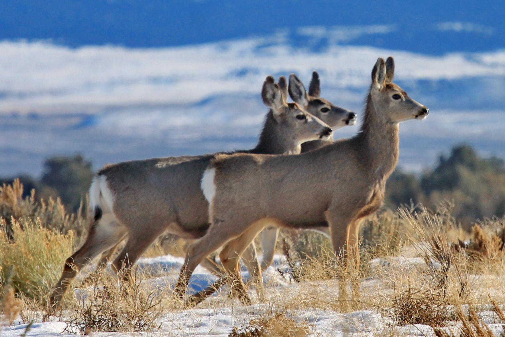 Idaho F&G No antlerless hunts during general deer season in Southeast