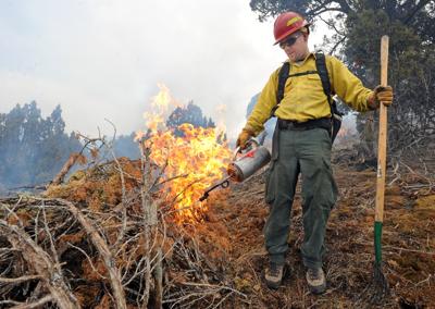 BLM clearing junipers on east bench prescribed burn