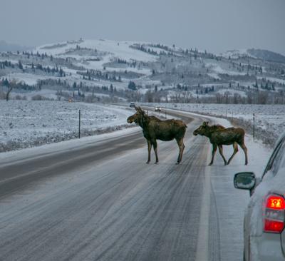 moose on the road