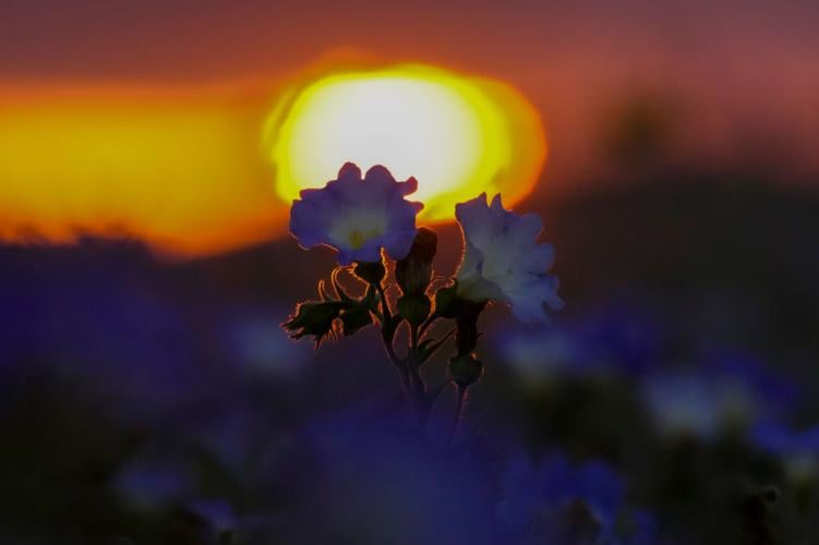 Chile Desert Flowers