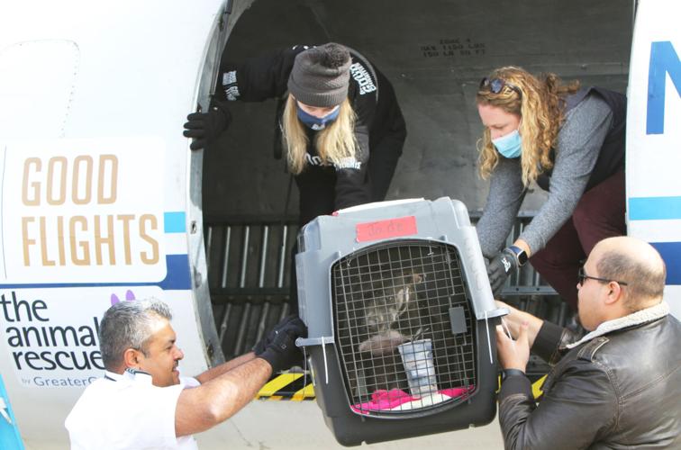 Shelter Dog Airlift