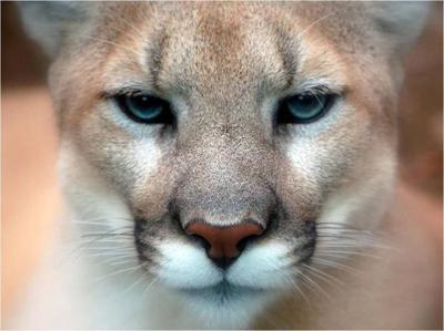 Mountain lion spotted in Pocatello