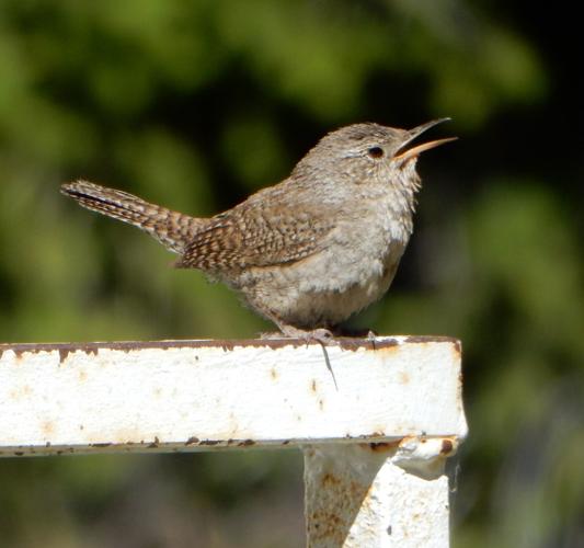 northern house wren by Terry Rich.jpg