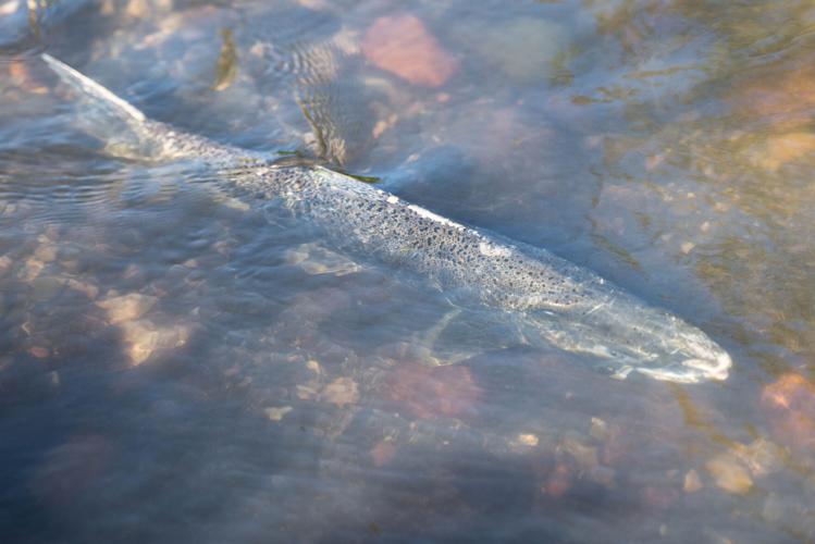 Interactive map leads to salmon viewing locations Northwest