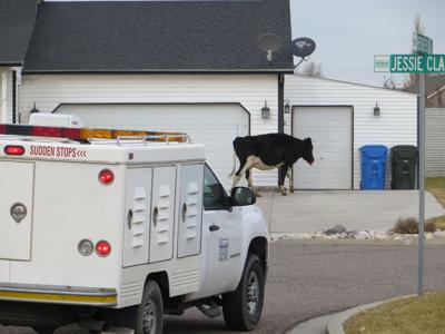 Missing cows located