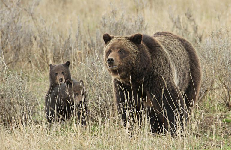 Grizzly bear