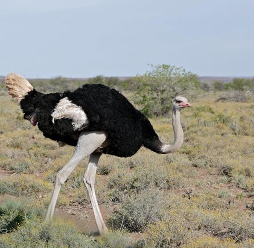 Common ostrich