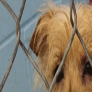 85 Abandoned Dogs Found In Idaho Home After Tenant Evicted Local Idahostatejournal Com