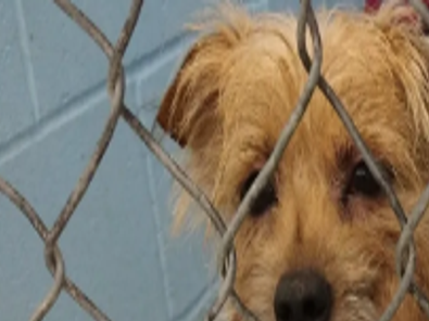 85 Abandoned Dogs Found In Idaho Home After Tenant Evicted Local Idahostatejournal Com