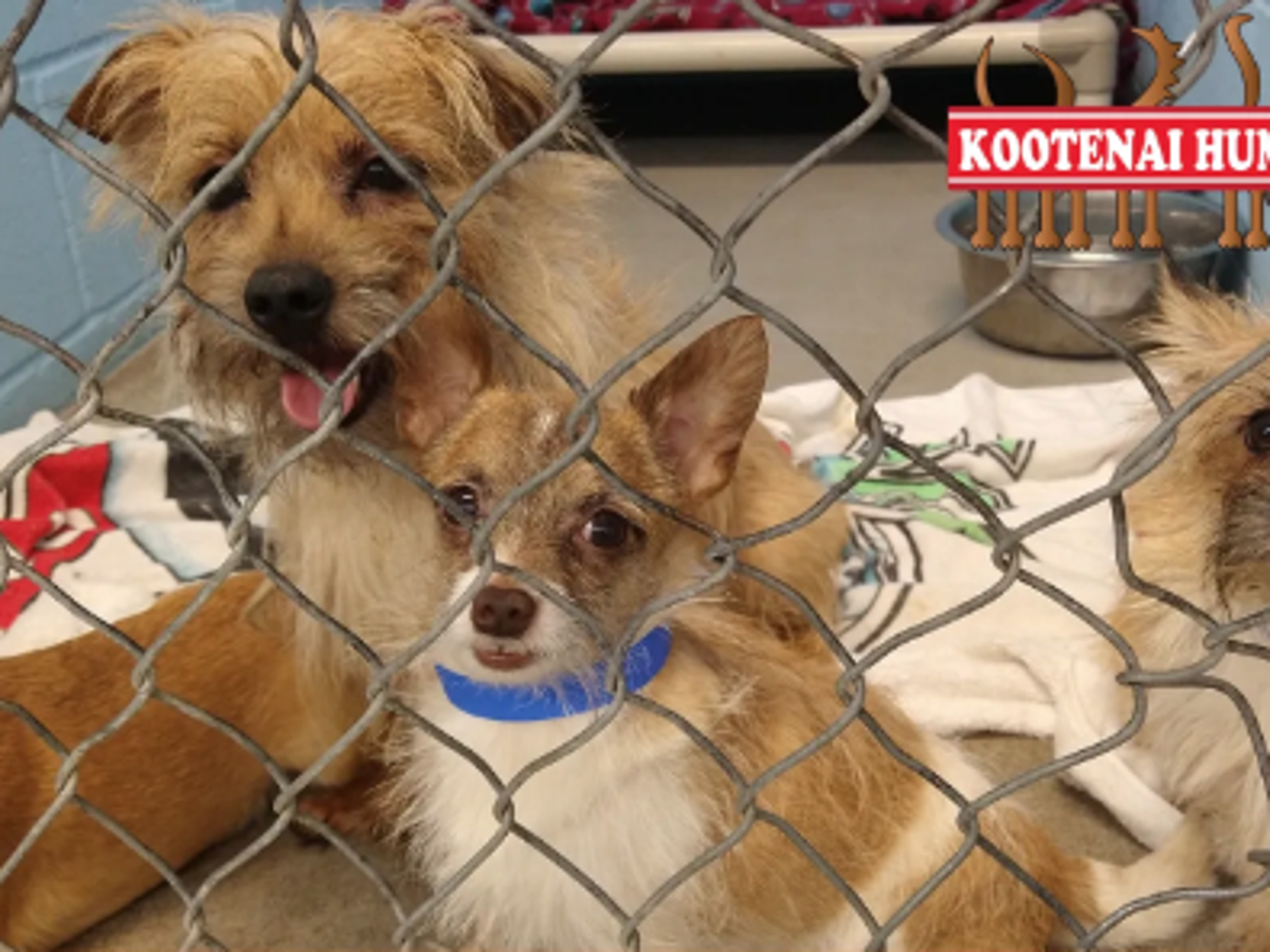 85 Abandoned Dogs Found In Idaho Home After Tenant Evicted Local Idahostatejournal Com 85 Abandoned Dogs Found In Idaho Home After Tenant Evicted Local Idahostatejournal Com