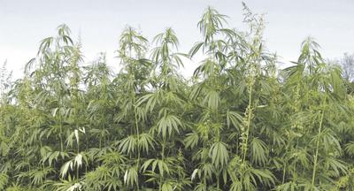 Hemp Plants