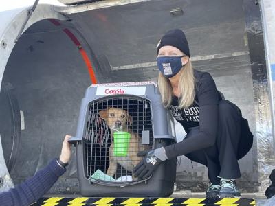 Dogs airlifted to Boise
