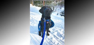 Bannock County to add trained assistance dog to help with victim and witness testimony