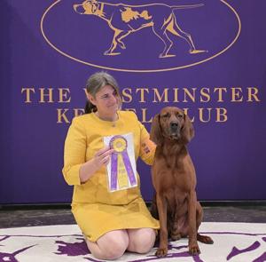 Malad's Rebel the Redbone Coonhound wins Best of Breed at Westminster Dog Show