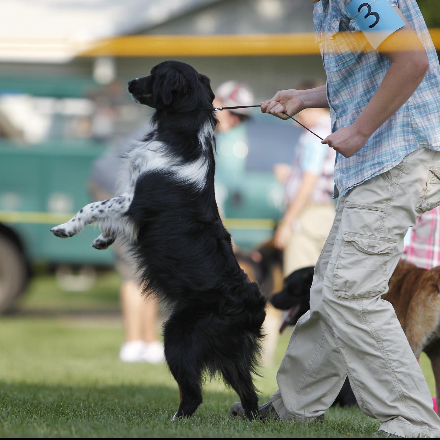 Idaho Vet Pet Owners Beware Of Dog Flu Local Idahostatejournal Com