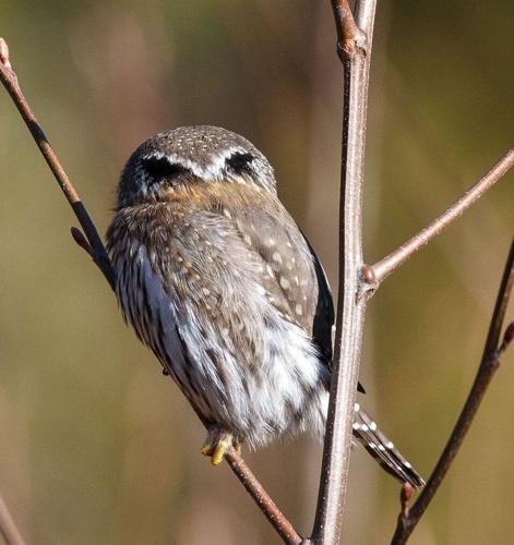 northern pygmy-owl back of head by Feng Yu.jpg