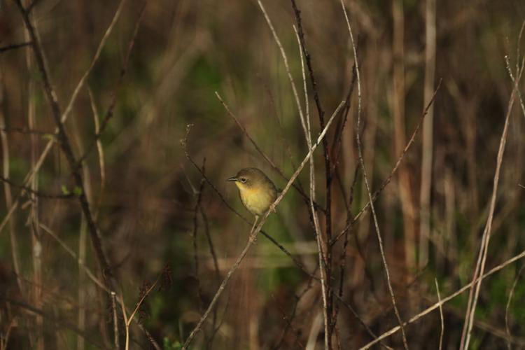 Climate Peatlands Restoration