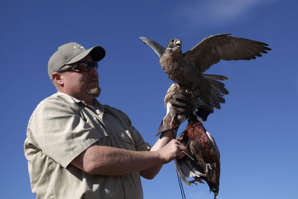 Enthusiasts who hunt with falcons gather in East Idaho Local