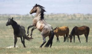Idaho authorities issue warning to horse owners after equine virus outbreak in multiple states