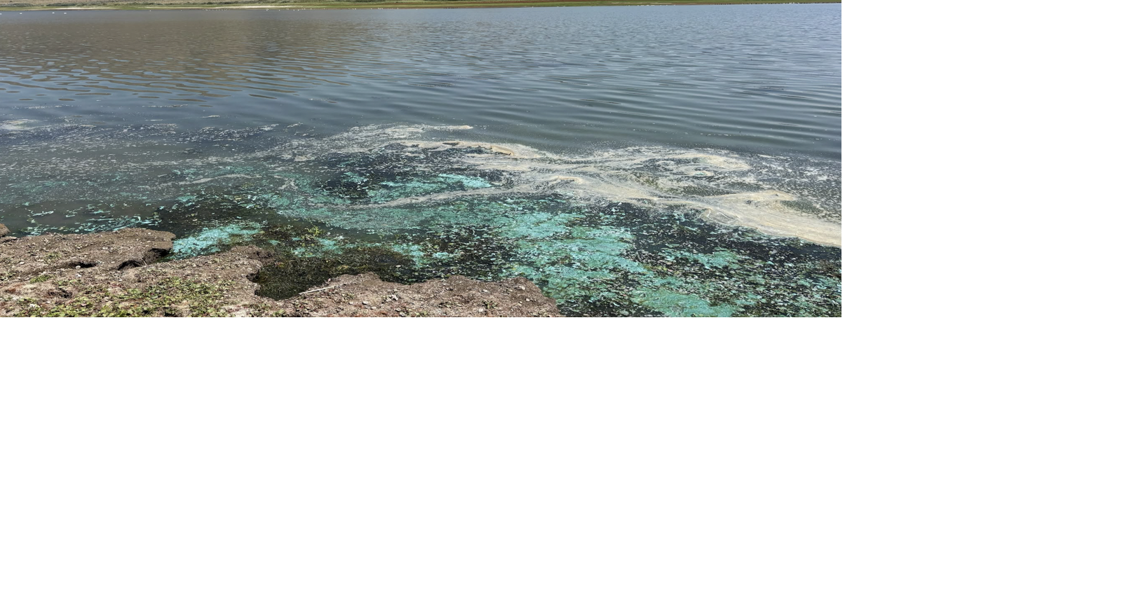 Chesterfield Reservoir toxic algae alert: Pets and young kids at highest risk of...