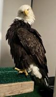 Belgrade eagle