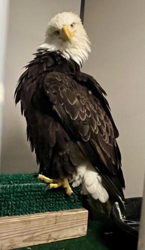 Belgrade eagle