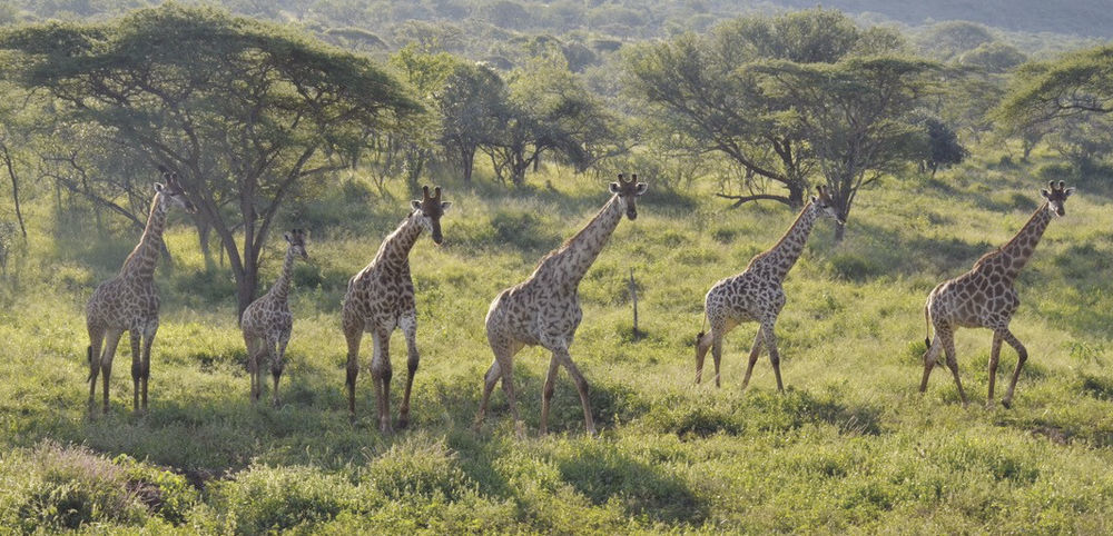 Giraffe in the wild