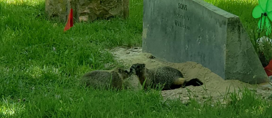 Marmot pair