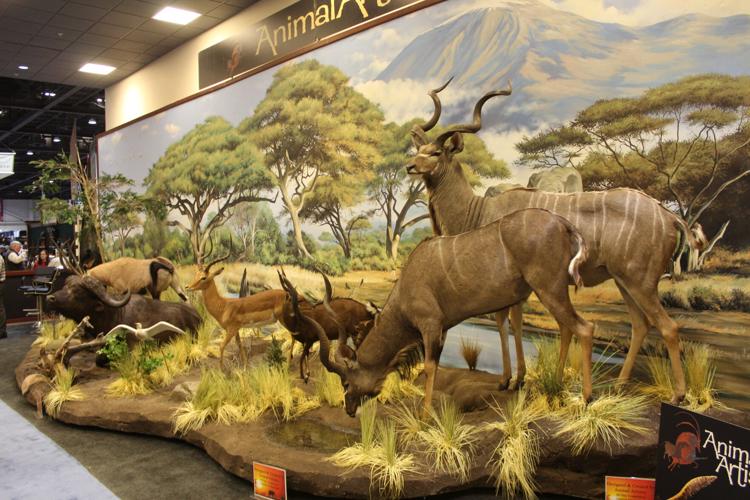taxidermy2