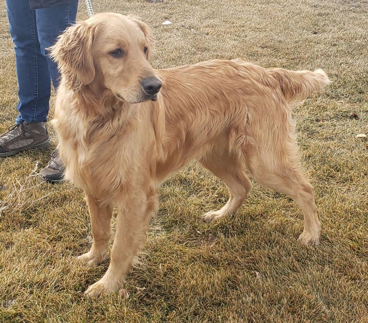 Three Dogs Rescued From Snake River Over Weekend Free September E Edition Idahostatejournal Com