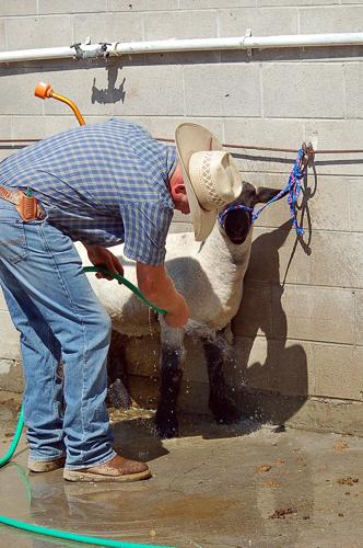 State fair sheep bath