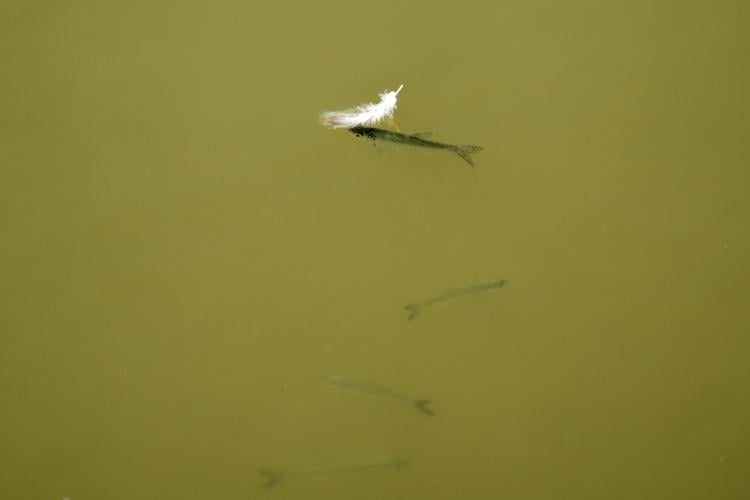 APTOPIX Europe Drought Fish