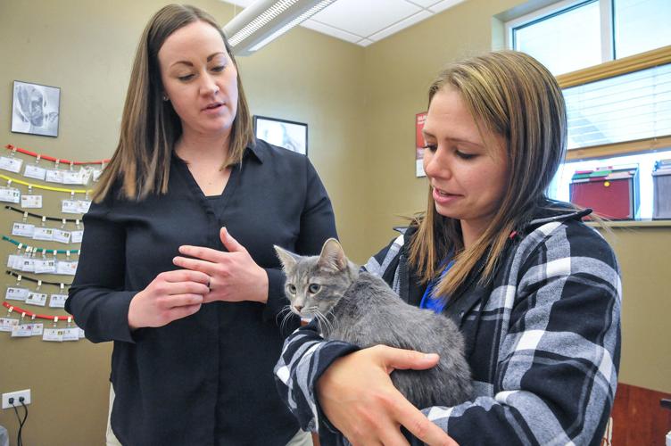 Cat Adoptions