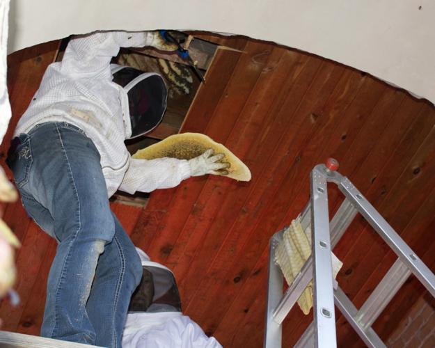 Sarah Hofeldt removing honeycomb
