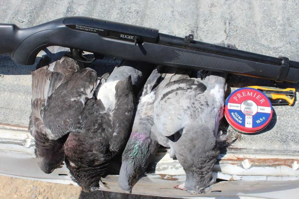 Crosman Calendar 2022