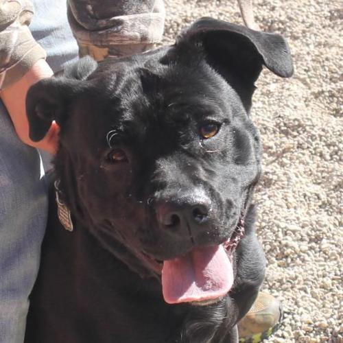 Pocatello Animal Shelter pets of the week Local